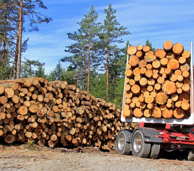exploitation forestière à Andrezé près de Cholet dans le Maine-et-Loire 49